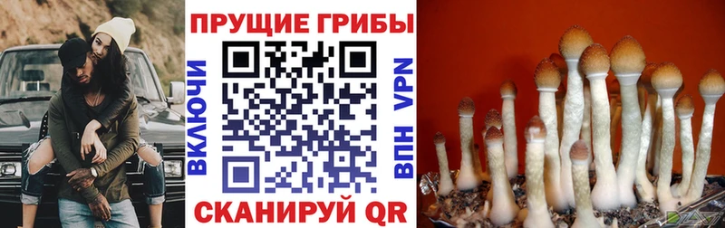 Псилоцибиновые грибы ЛСД Болхов